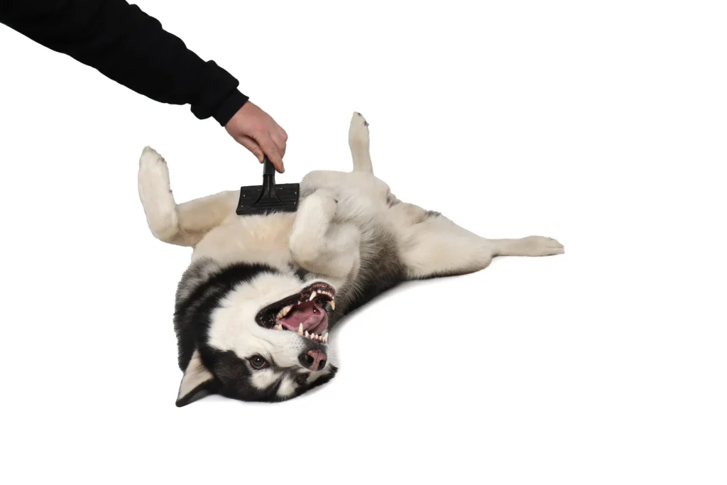 白い背景にブラシでブラッシングされる黒いシベリアンハスキーの男の子