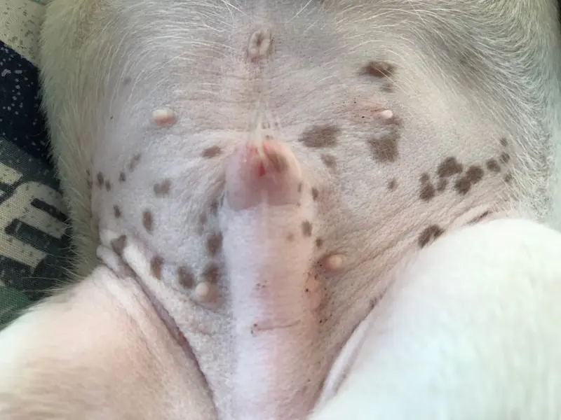 寝ている犬のペニスのクローズアップ