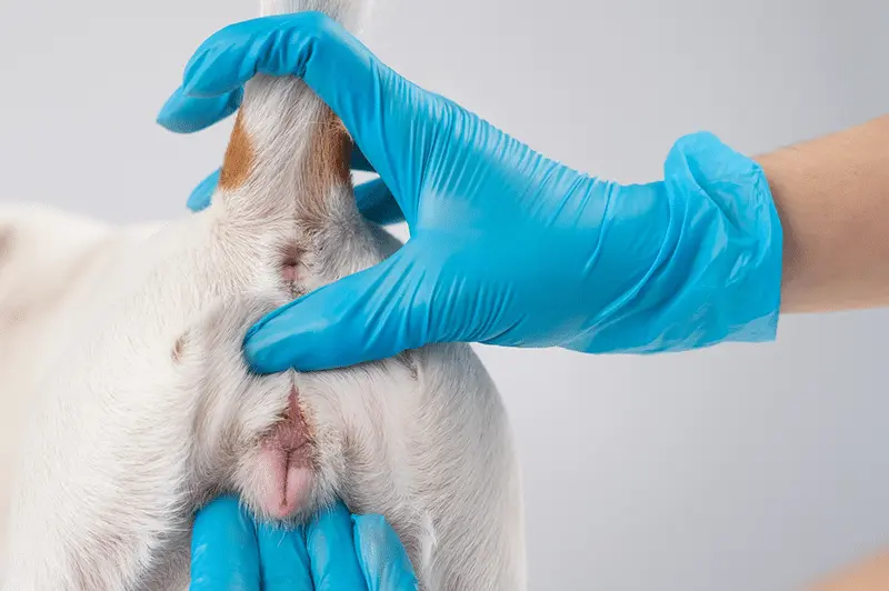 メス犬ジャック・ラッセル・テリアの性器を検査する獣医師。