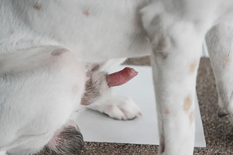 犬の勃起したペニスのアップ