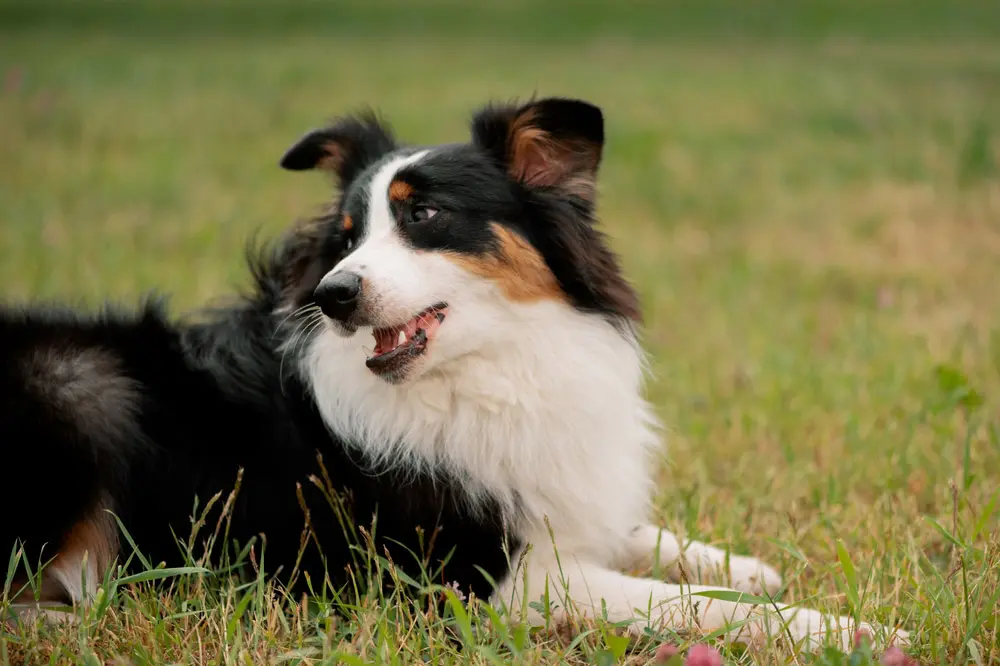 草の上に横たわり振り返る犬