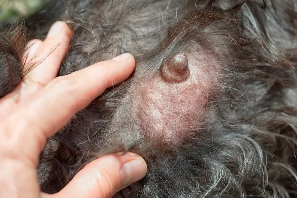 動物の胸に乳腺炎の転移を示す獣医師