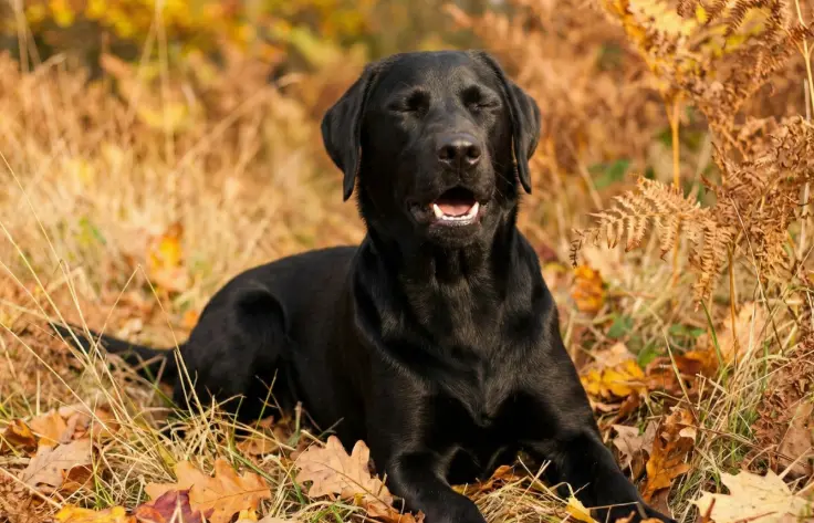 野原にいる黒いラブラドール犬がくしゃみをしている