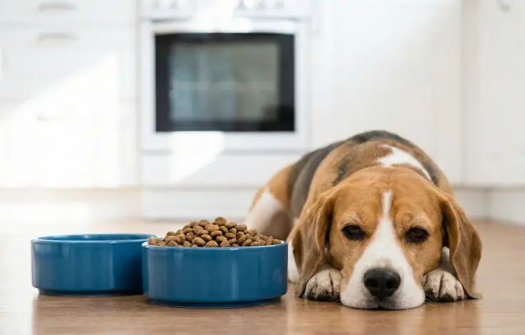犬が餌を食べない
