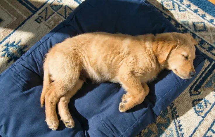 ベッドの上で眠る犬