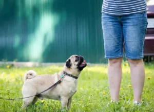 フレンチブルドッグが人に吠えている