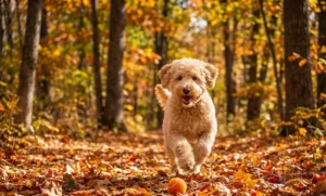 ミニゴールデンドゥードルの子犬が屋外を駆け回っている
