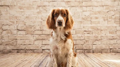 スパニエル犬が優しい眼差しを向けている