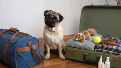 ペットやパグ犬と旅行するための荷物一式が、犬用キャリーバッグのそばに置かれている