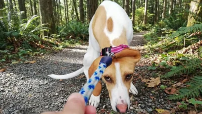 犬が散歩に行きたがらない