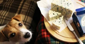 ジャック・ラッセル・テリアが女将にチーズをねだっている