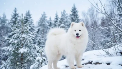 美しい森に立つ白いサモエド犬