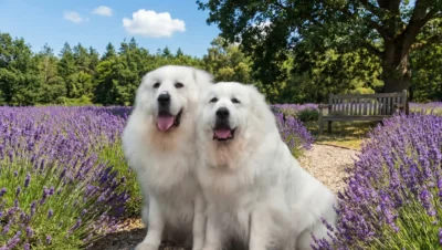 菜の花畑に立つ二頭の白いグレート・ピレニーズ